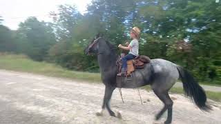 SOLD!!!!Beautiful Lady 6 year old (Blue Roan) mare