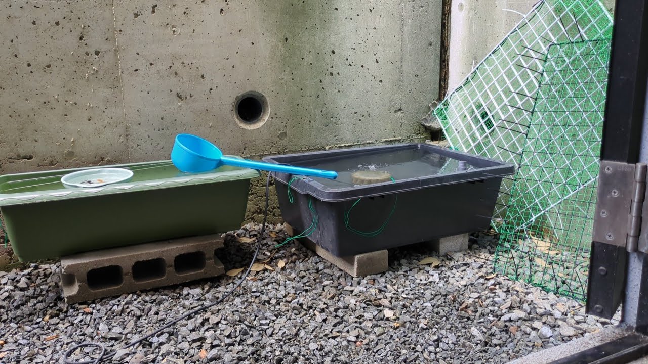 New Planter Goldfish (Starting Care) - YouTube