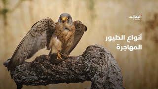 ما هي أنواع الطيور المهاجرة؟ | برنامج #فراسة_الصحراء screenshot 3