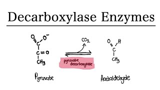 Decarboxylase Enzyme - Pyruvate Decarboxylase | MCAT Biochemistry