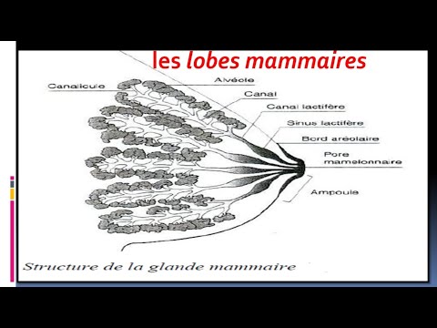 Vidéo: Étapes Clés Du Développement Des Glandes Mammaires - Involution: Apoptose Et Remodelage Des Tissus Qui Convertissent La Glande Mammaire De La Laiterie En Un Organe Au Repos