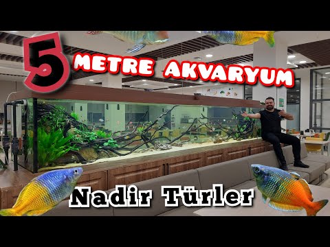 ( 5 Metre Uzunluğunda 4 TONLUK ) Akvaryuma Balık Götürdüm EFSANE NADİR TÜRLER !!!