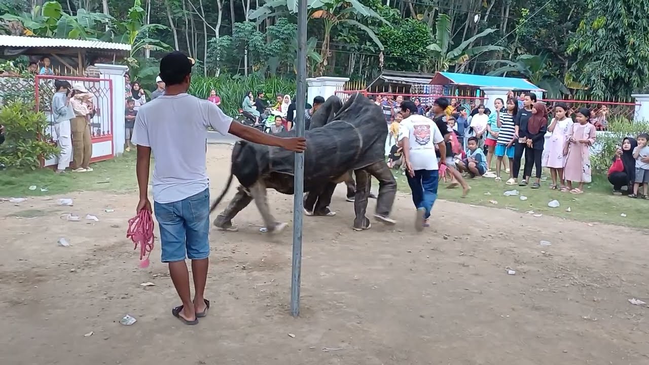 ADUAN SAPI NEW MAONG REMAS DI SILO LOMPHUNG