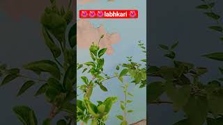 #gudhal ka phool 🌺🌺🌺#shorts #viralvideo #shortvideo #viral