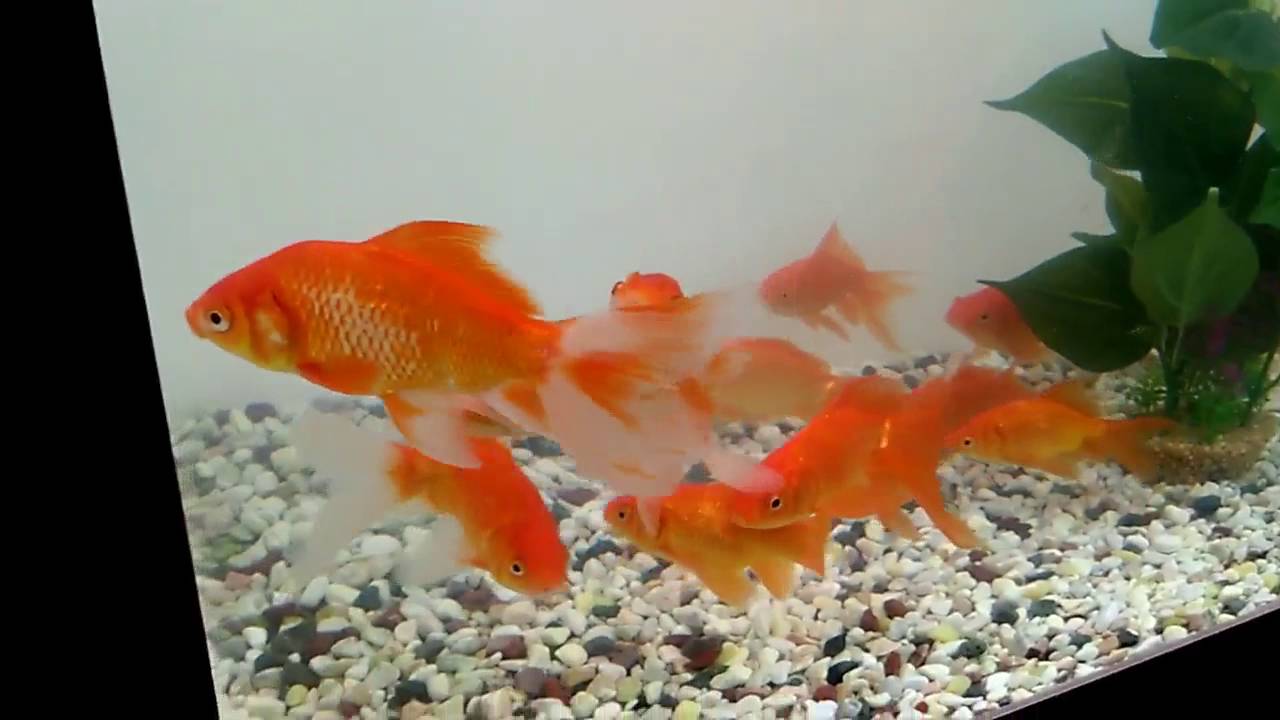 Ntr beach festival kakinada 2016 full video