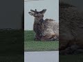 Velvet Elk...#youtubeshorts #wildlifeentertainment #wildlife #elk #nationalpark #nature