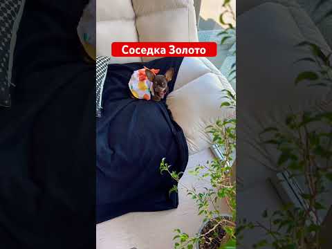 Соседка Золото у меня собака собакаулыбака собаки чихуахуа животные прикол собакаест юмор