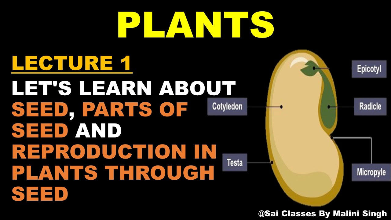 Class 5 Science Reproduction in plants class 5 Internal Structure