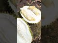 Manis sekali !!! Durian yang susah dibelah karena baru gugur