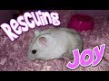 Rescuing Foster Hamster Joy | Sunfire Djungarian Hamster