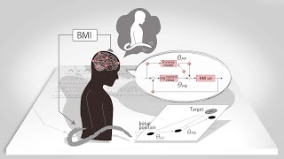 「からだの進化、こころの遺伝」を生み出す神経機構の文理融合研究