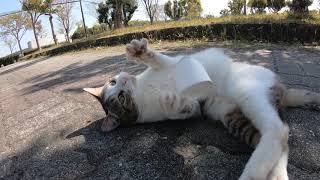 紙コップを使って猫とキャッチボール