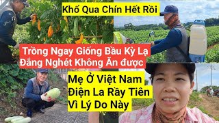 Download Lagu 1121# Mẹ Ở Việt Nam Điện Qua La Quá Trời, Không Hiểu Tại Sao Trái Bầu Tròn Bị Đắng Ăn Không Được MP3 Download Lagu 1121# Mẹ Ở Việt Nam Điện Qua La Quá Trời, Không Hiểu Tại Sao Trái Bầu Tròn Bị Đắng Ăn Không Được MP3
