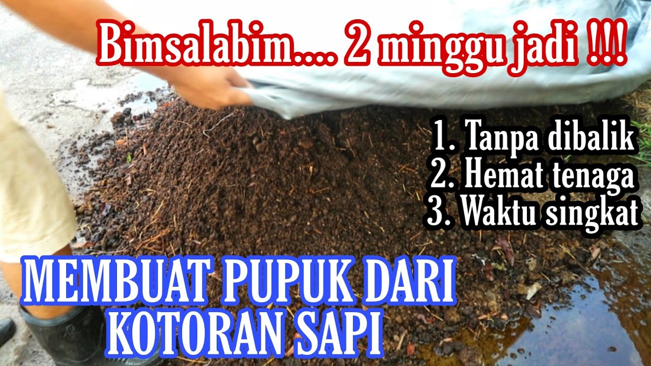 Membuat Pupuk dari Kotoran Sapi 