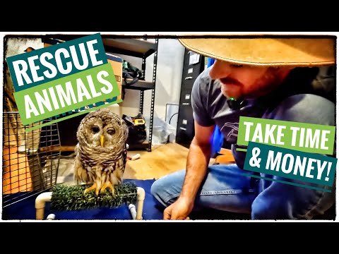 It's not Easy being an OWL!
