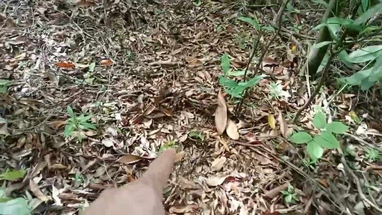 Yung tipong hinahabol habol mo mas lalong pahirap kunin😅🤪/Ka Apga Hunter