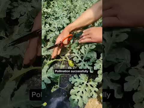 تقليم أطراف البطيخ لتكبير البطيخ