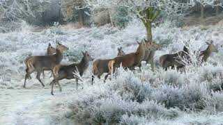 Flock Of Deers, Giraffe ,Camel & Builder Beast