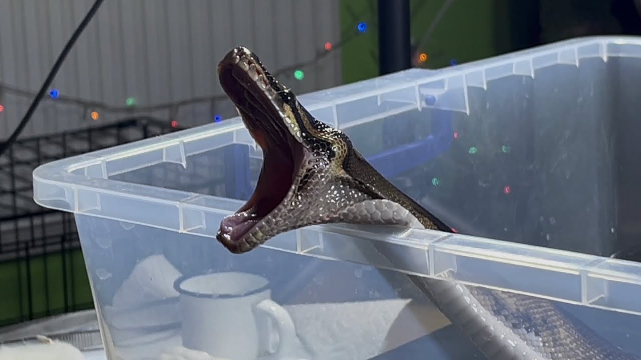 FLUFFY | Pied Royal / Ball Python | #feeding 🐮🎬 (27.03.25) - YouTube