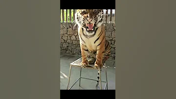 Tiger 261 