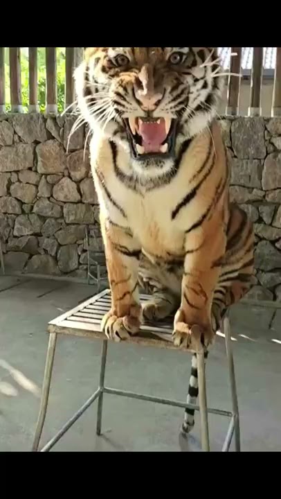 Tiger 261