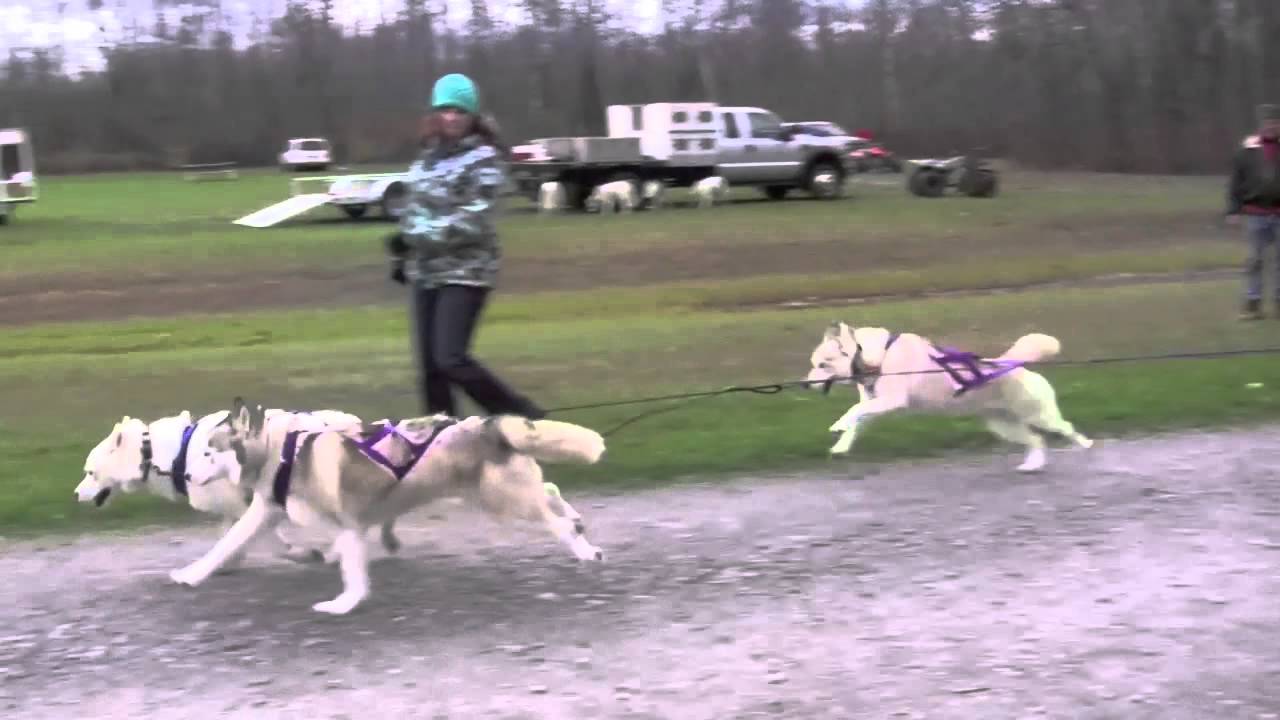 Paws of Thunder Dryland Race 2015