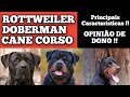 MELHOR CÃO DE GUARDA , Rottweiler , Cane Corso , Doberman , quais as diferenças entre os cães ?
