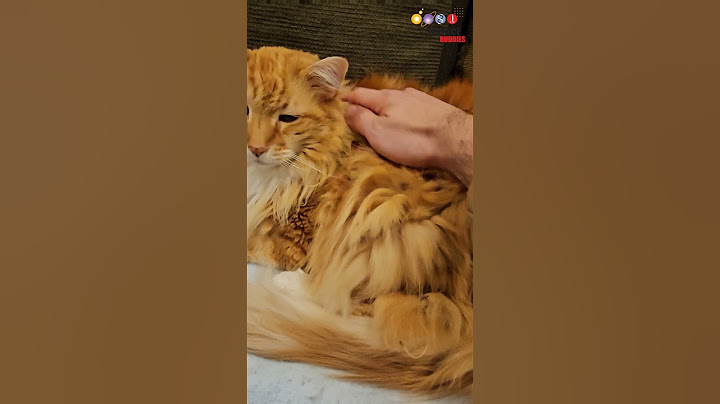 Stopping dog from eating cat poop (with science!)