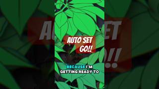 Outdoor Autos being harvested!! #cannafam #homegrown #cannacommunity #viral  #like #share #comment