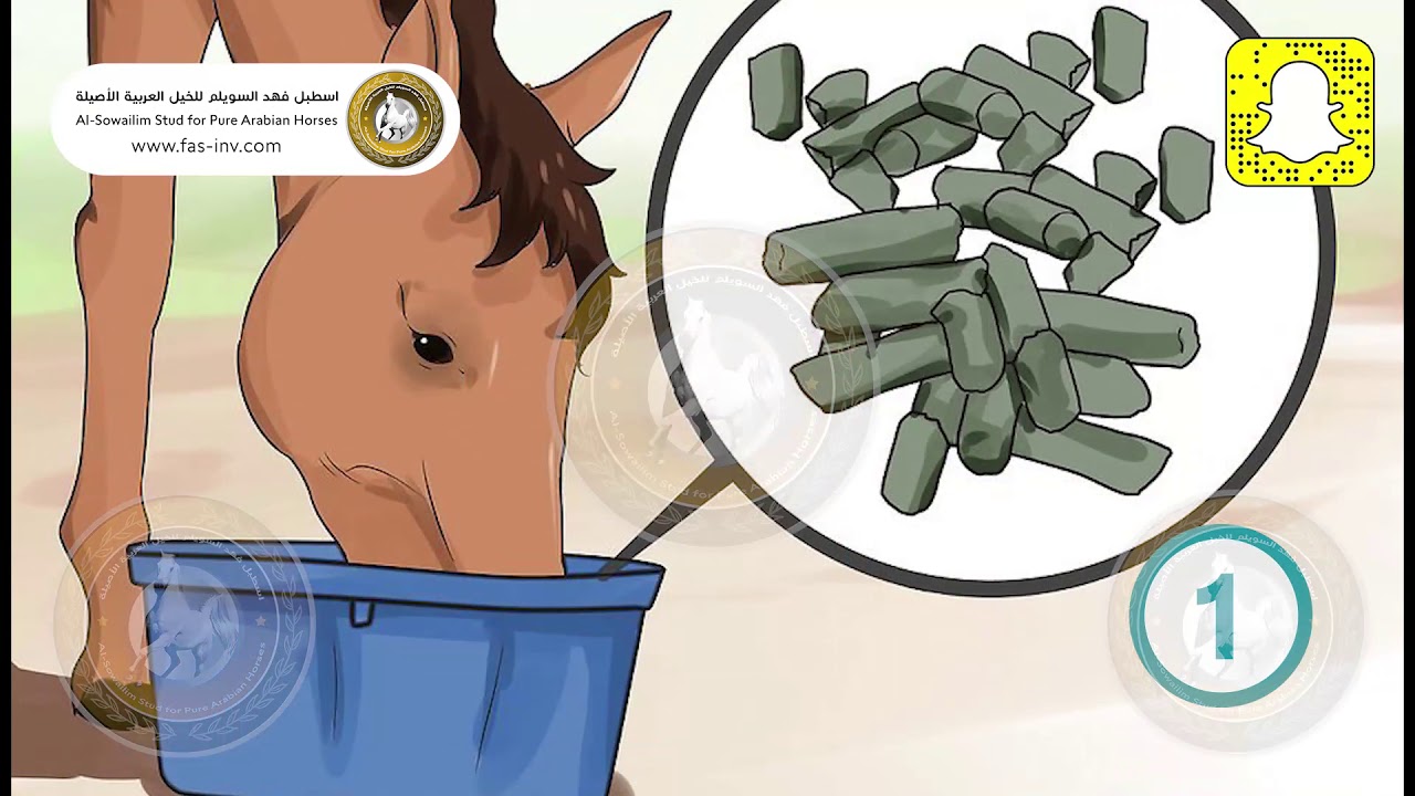 الرعاية الخاصة بالخيول العربية الأصيلة