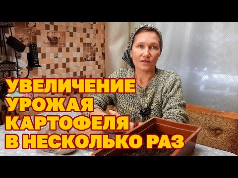ТАКИМ СПОСОБОМ ЕЩЕ КАРТОФЕЛЬ ВЫ НЕ САЖАЛИ МНОГО РАССАДЫ ИЗ ЧЕТЫРЕХ КЛУБНЕЙ@obovsemsmarusya