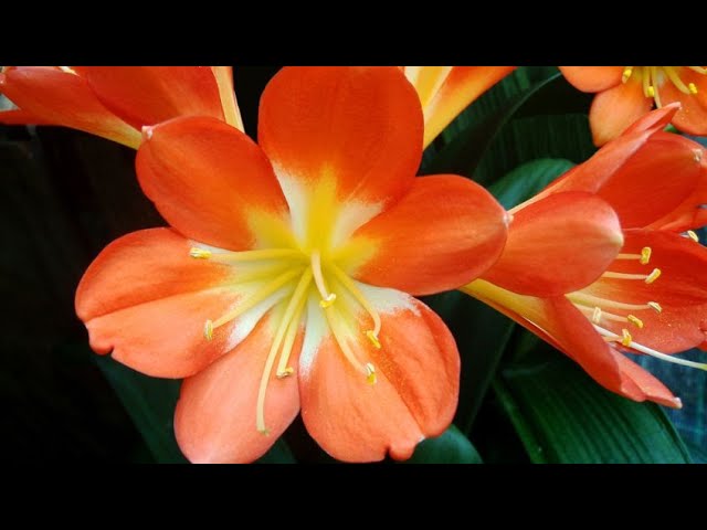 Caracteristicas Y Cuidados De La Clivia Jardineria Youtube