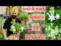 Top 10 Fragrant/Aromatic/Scented   permanent flower plants India, भरत के 10 खुसबूदार फूलों वाले पौधे