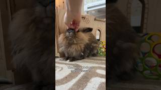 The best part about molting szn #rabbits #rabbitlifestyle #lionheadrabbit #pets #shortsfeed