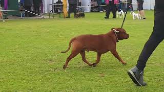 2023 Rhodesian Ridgeback Club Show  Terriers