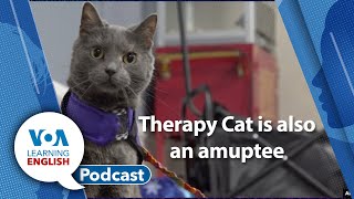 Learning English Podcast - Japan quake rescues, Therapy Cat, Myanmar Opium
