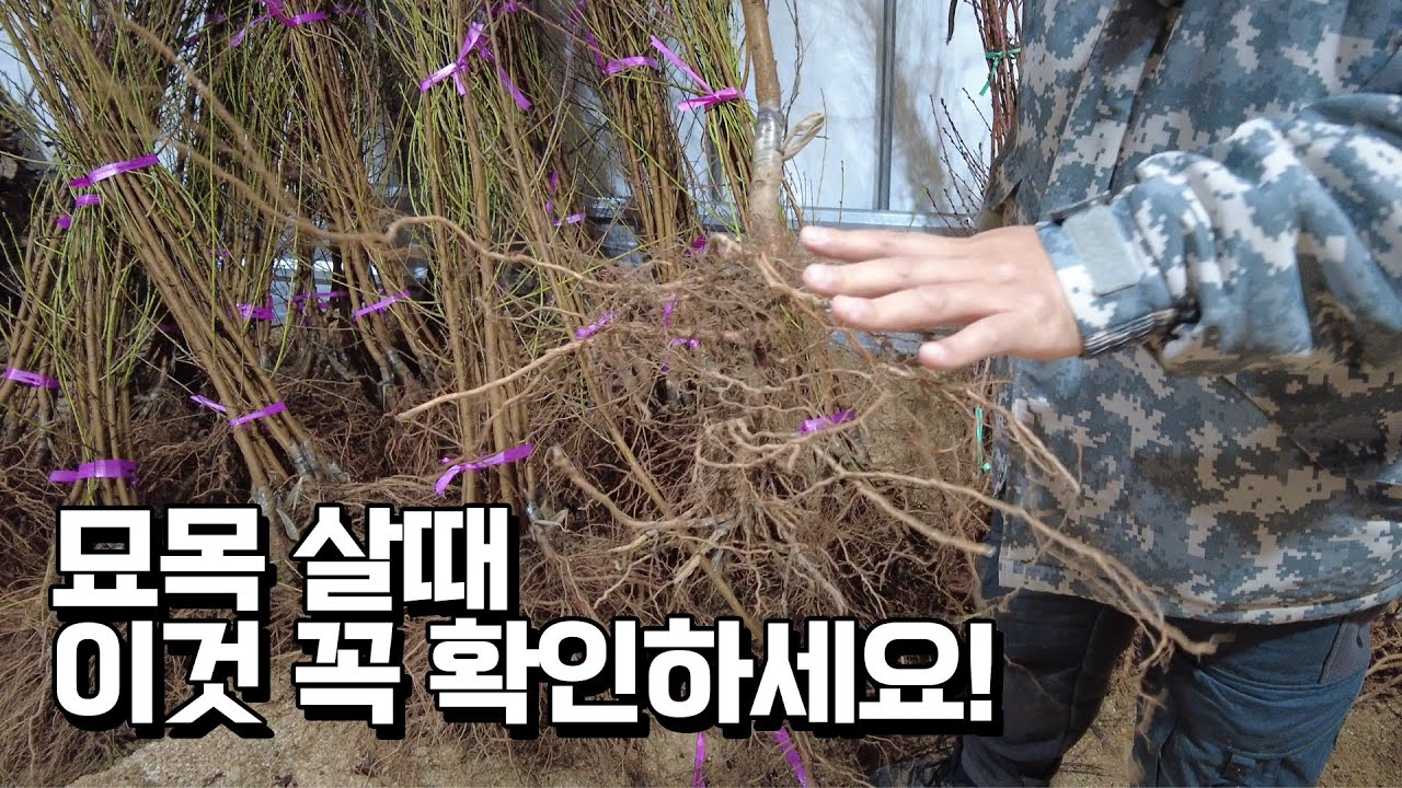 3대째 묘목농장 대표가 추천하는 2023년 사과 품종 3가지. 묘목 살때 꼭 확인해야 할 것은?