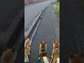 続・ヌシとの遭遇 #Shorts