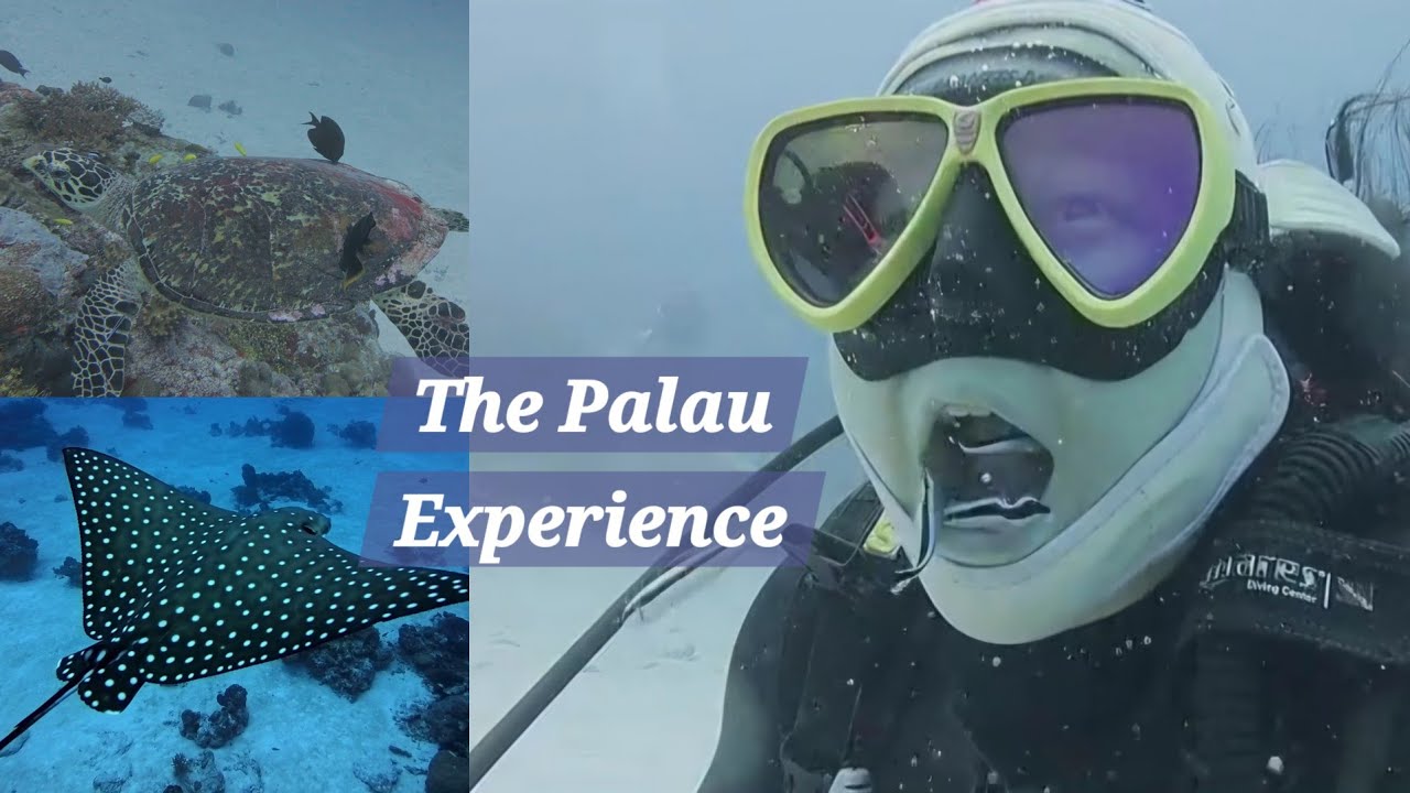 🇵🇼[팔라우 신들의정원] 팔라우라우 물고기로 양치하기 그라스랜드, 난파선IRO(EP. 05)