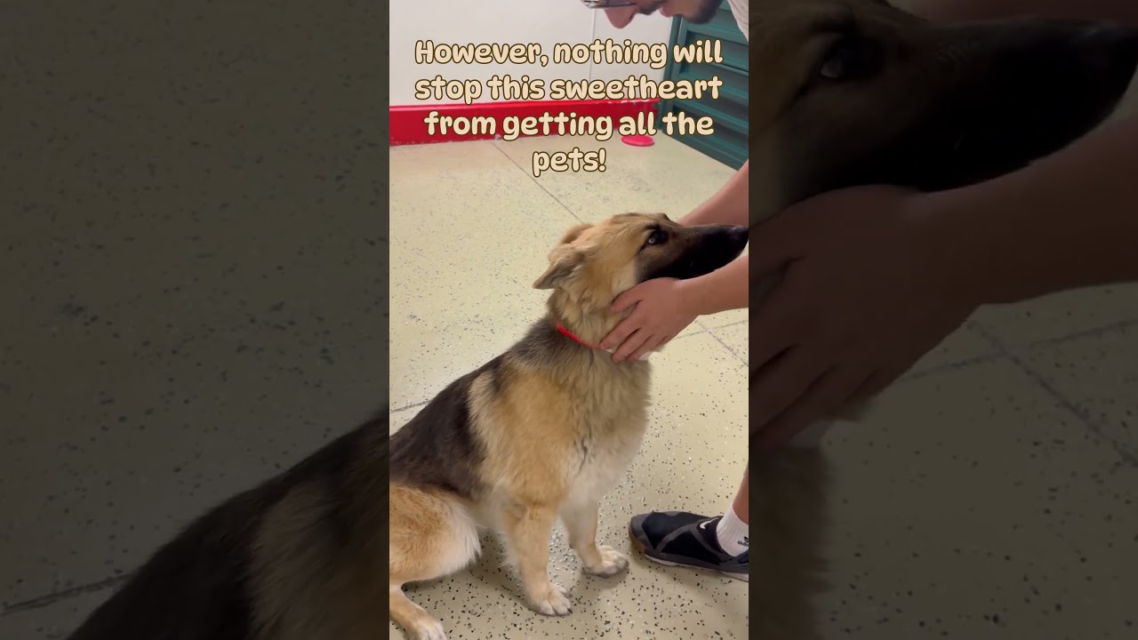 Fall for Autumn! #adoptionrocks #shepherd #shelterdog