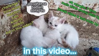 funny pets vlogs with amazing riddles