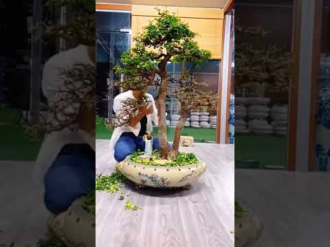 Timelapse plucking leaves Bonsai, Make beauty bonsai