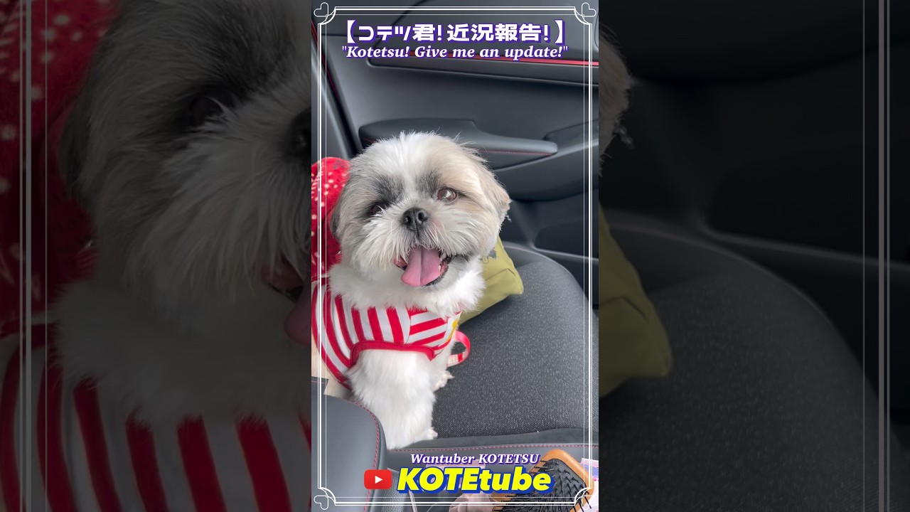 Kotetsu-kun! An Update!】Oh no, Kotetsu-kun! Now he has this