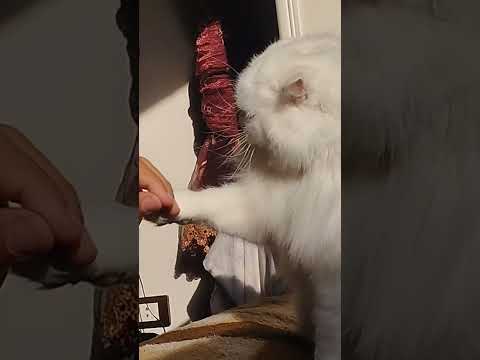 قطتى والنبى دمها شربات