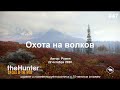 Охота на волков в The Hunter Call of the Wild (Yukon Valley)