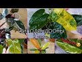 2 часть🌱ФИЛОДЕНДРОНЫ🌹Новичок🌱Обзор🌹Пересадка🌱Грунт🌹Розовая Принцесса🌱Принц Оранж🌱Бурле Макс🌱Медуза