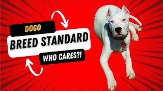 Ignoring Breed Standard? by Dogo Argentino USA 276 views 3 days ago 9 minutes, 36 seconds
