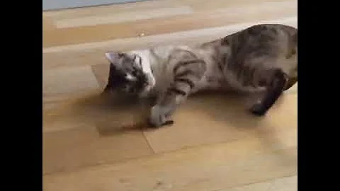 Video 636011: lynx bengal cat