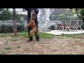 Tosa inu from japan の動画、YouTube動画。
