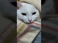電気毛布にくるまる猫